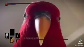 I Found The WueWueWue Red Birds