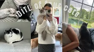 A DAY IN THE LIFE OF HAVING FOUR CATS!
