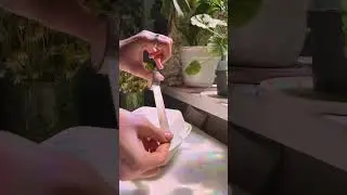 Белая свеча-роза 💕