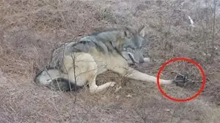 The wolf was trapped. But just look who came to the beast's aid!