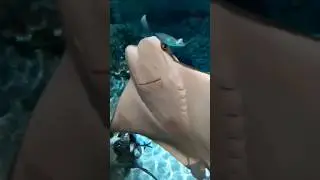 amazing fish 😳#shorts #viralshorts #fish #fishing #fishingvideo #fishcutting #tiktok