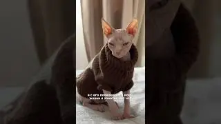GOT A CANADIAN SPHYNX?! 😸 WHY AND WHAT TO PREPARE FOR? 