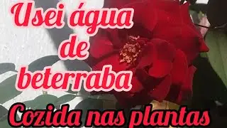 Água de beterraba nas plantas...Vejam o resultado!!
