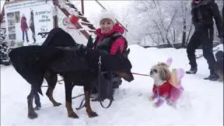 Проводы года собаки
