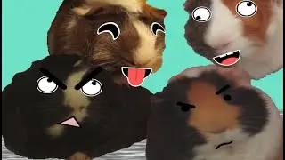 Funny Piggies