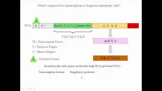 Protein Synthesis Pt 3 (Transcription)