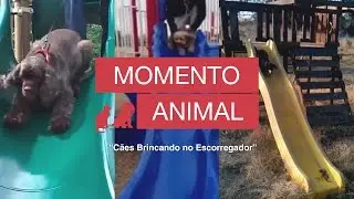 Cães Brincando no Escorregador - Momento Animal
