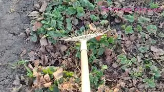 Лучший способ , очистки клубники от старых листьев!!!