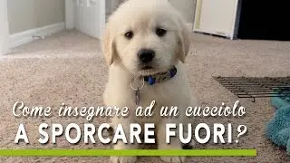 TUTORIAL BAU BOYS - Come insegnare ad un cucciolo a sporcare fuori?