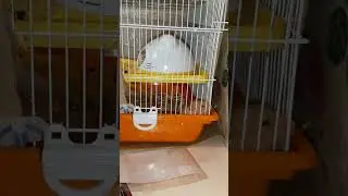 Друзья.Кот и хомяк
