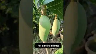 Thai Banana Mango 🥭 #shorts