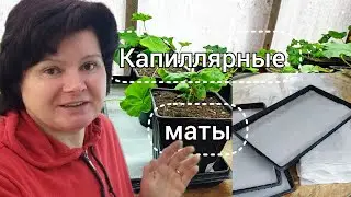 Пеларгонии на матах🤬! А мне понравилось 😂!