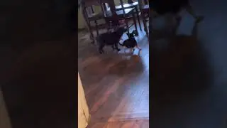 Molly the 1 year old chihuahua playing with Smudges the 14 year old Poodle after a bath