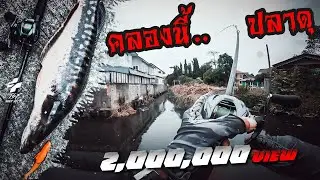 ช่อน ชะโด หลังฝนกัดเถื่อนๆ  / Hunting Giant Snakehead & Snakehead after raining