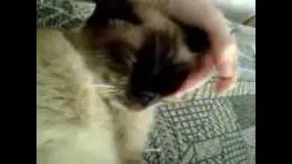 Кузя в отрубе.