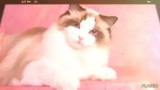 рэгдолл Кошка