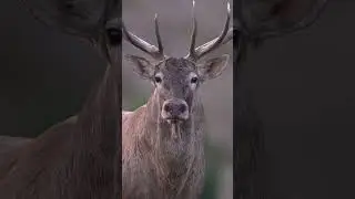 DEV GEYİK #wildphotography #wildbirdphotography #animals #redstag #reddeer #stag