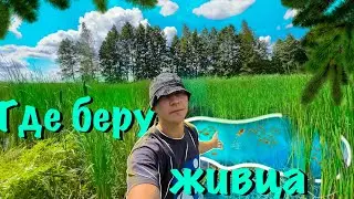 ✅Карась в лесном болоте, клюет один за одним.