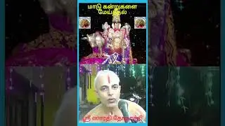 மாடு கன்றுகளை மேய்த்தல் - 1 (Tending cows and calves -1) #shorts