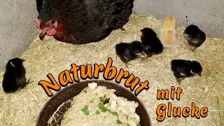 When a Hen Becomes Broody - Raising Chicks Naturally - Natural Incubation + Everything You Need t...