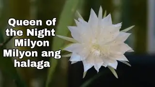 QUEEN OF THE NIGHT | SOBRANG GANDA AT SA GABI LANG NAMUMULAKLAK