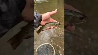 ISO a Wild Tiger 🐅 Trout Native Brookies and Wild Browns 🎣 🤩❤️