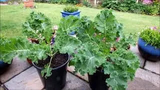 Vegetales Para Cultivar En Macetas. Ideas Originales. Natural.