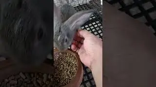 Why You Sleep Like That? | She Loves Belly Rub #rabbit #rabbits