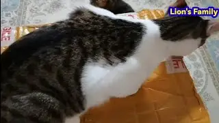 Pecah Lagi Pecah Lagi Unboxing Flossy Donut Cats And Dogs Foods