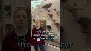 О врановых в больших городах #shorts  #интересное #биофакт #биология #зоология #знания #музей #наука