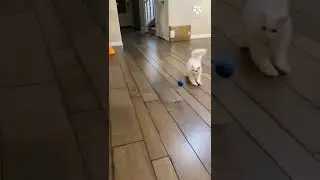 Cat scared of ball, Cat lovers.