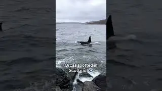 Orcas in Scotland 💙