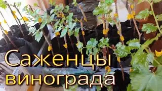 Продаю саженцы винограда.