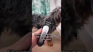 Sam gave Rider a shave😱🤣 | Sam and Jess tiktok