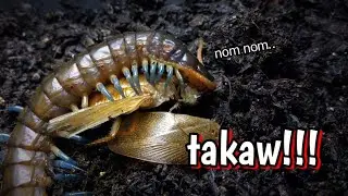 TAKAW!