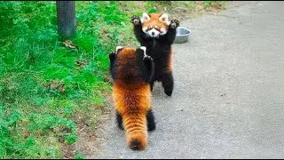 The Cute Red Panda | FACTS