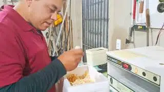 comprei ovos galados pelo mercado livre