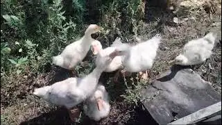 УТРО  В ДЕРЕВНЕ