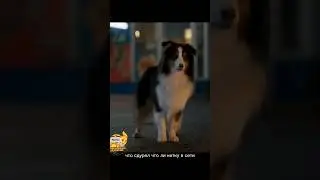 31) Самая лучшая 🤪 комедия про собак 🤣😂 
