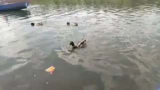 ВЫЕХАЛИ ПОКОРМИТЬ УТОК