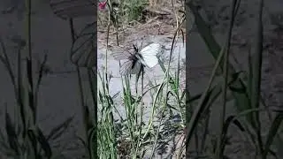 Бабочки влюбляются | жизнь в лесу