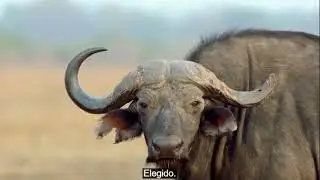 Leones 3/3