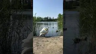 Лёнечка🦢 и Бильбочка🦢 приплыли покушать 🥒🥬🥰