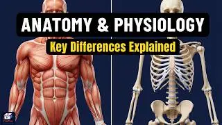 Scope of Anatomy & Physiology: Structure & Function Explained
