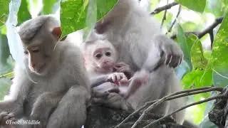 Monkey Mama Always Love Her Baby Adorable & Monkeys Mama Heart