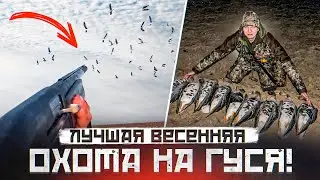ОХОТА НА ГУСЯ. ЛУЧШАЯ ОХОТА. КРАСИВЫЕ НАЛЕТЫ ГУСЕЙ.