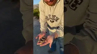 Would Ya Look at That #colubrid #snake #wildlife #texassnakes #fealysclutch #newshorts #short