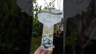 Гортензия РАНЕВЕЙ БРАЙД 