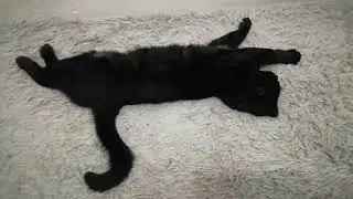 Ночной кот.