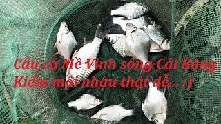 Câu cá Mề Vinh sông Cái Răng - Và Pha Sảy em Cá Chép to đùng l Ba Lúa